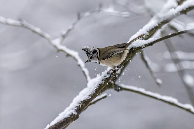 tree branch in winter
